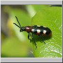 Crioceris asparagi - Gemeines Spargelhaehnchen 03.jpg